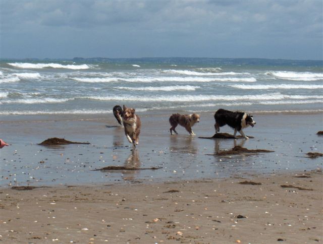 brownie vient de rouler dan  s l'eau et le sable et se releve d'ou son allure 
