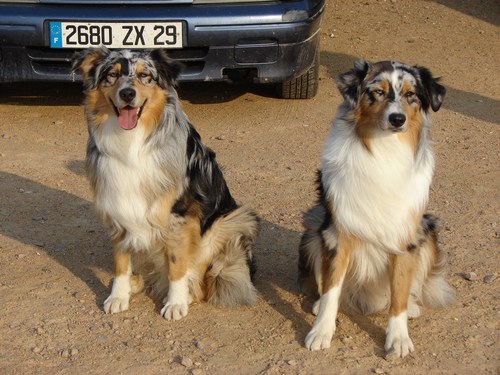 Balto et son frere Blizzard