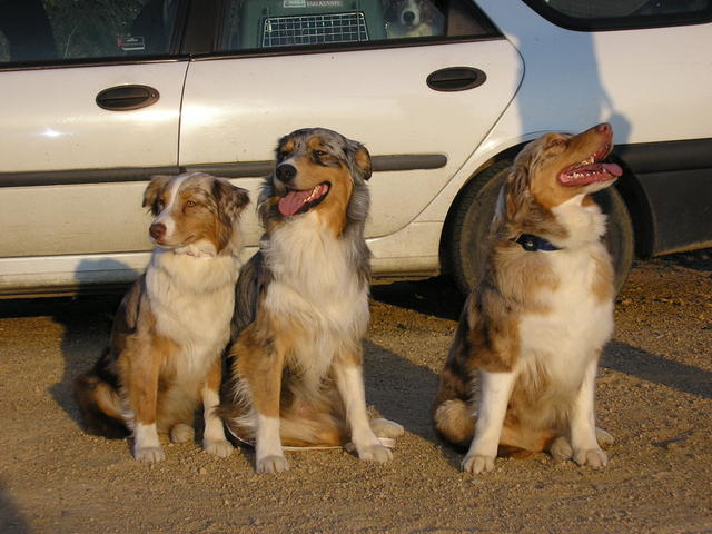   Brownie, Bruce et  Bright