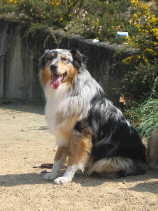 Balto