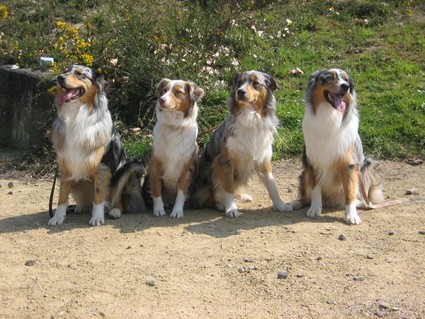 Balto, Brownie, Bruce et Blizzard