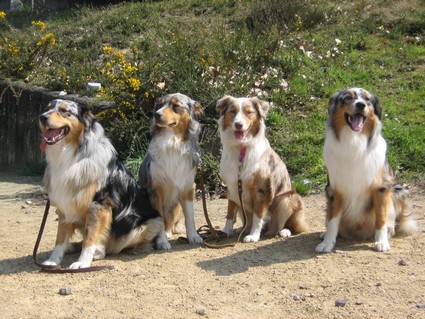 Balto, Brownie, Bruce et Blizzard