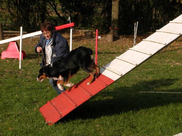 1cours d'agility pour Upper 7 mois  " Mme pas peur!!!"