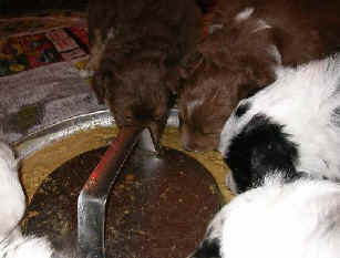 First meal