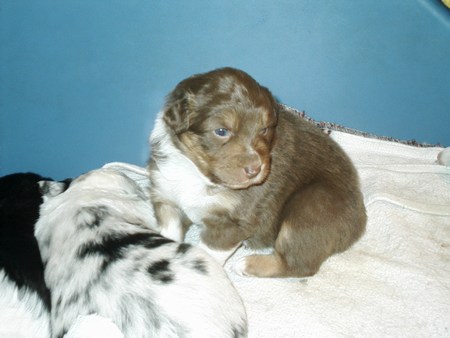 Vixen 3sem