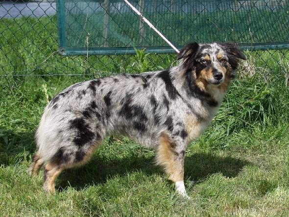 Scarlett de l'Etoile des 3 berger  M Tont