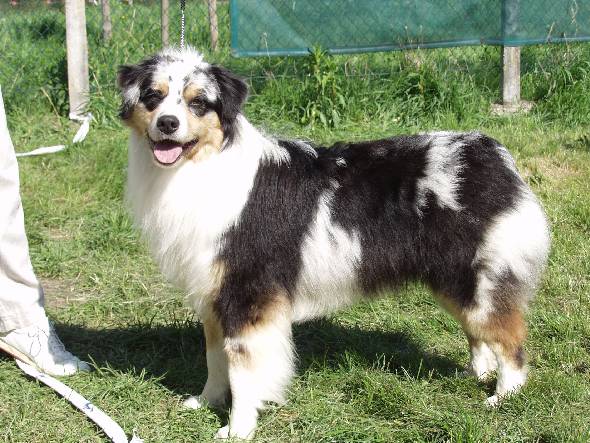 Tucker des Chemins Cathares   R/Toche & O&M Wallois    PH LAmoureux