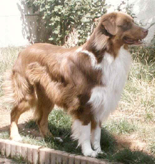 So Long Red Snake des Yeux de Crystal 2 ans1/2 